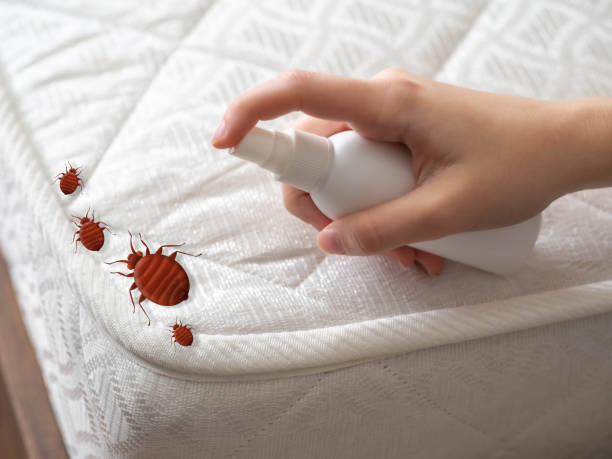 Best Wasp Removal Services  in Citrus Park, FL